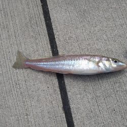 香住にてキス狙い